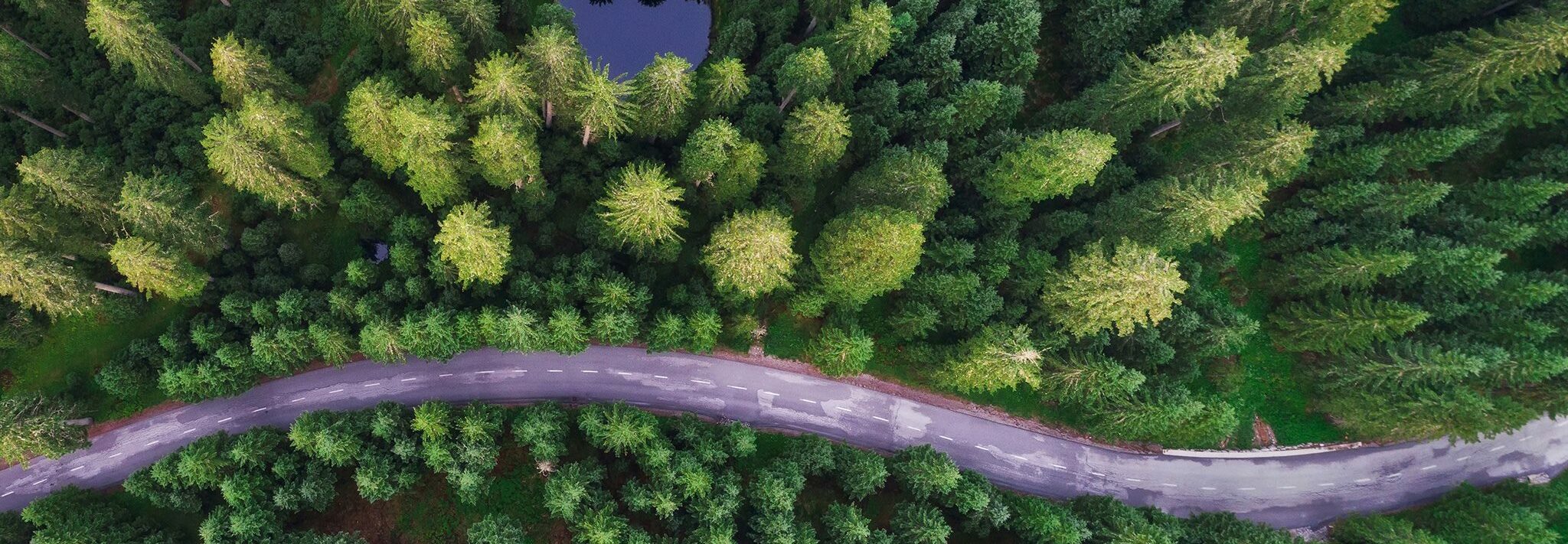 gozd glamping dron naslovna