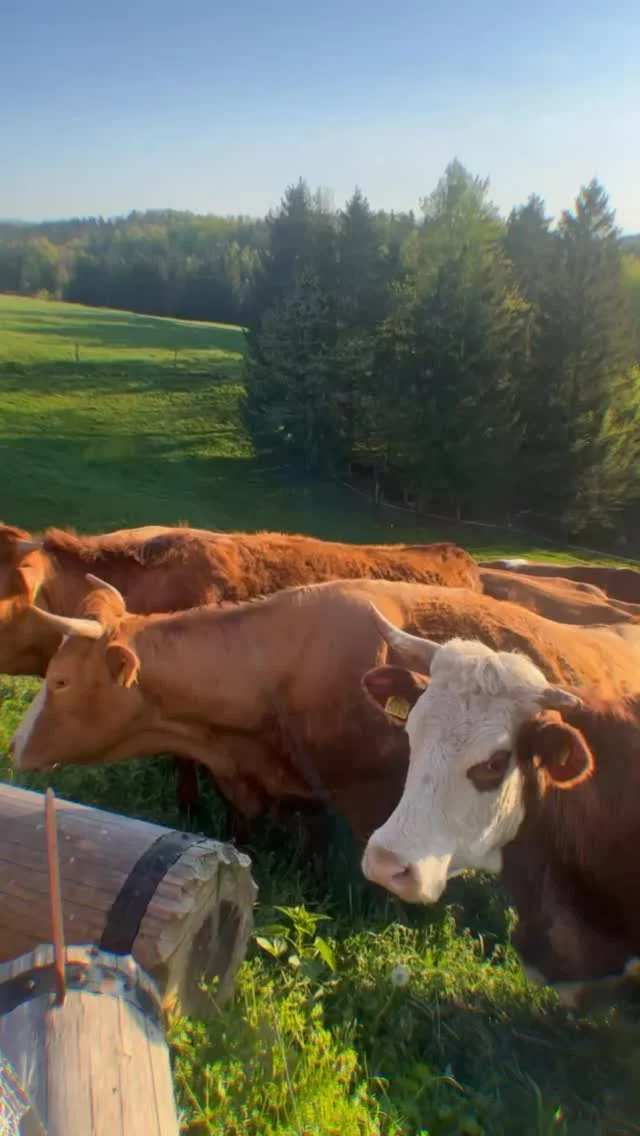 Iščeš pobeg v tišino narave? Na voljo so zadnji prosti termini v pastirski koči, nedaleč od Bloškega jezera s čudovitim razgledom na naravo. 💚

Vse je narejeno iz slovenskega lesa, ročnimi spretnostmi in z veliko ljubezni – za tiste, ki cenijo pristno, toplo in domače. 🙏🏼

Zbudiš se ob sončnem vzhodu, zaspiš ob šepetu gozda in petju travniških čričkov. Pridih tradicije, objem udobja in vonj lesa te čakajo. 🙏🏼

Rezerviraj zdaj in ujemi čarobnost podeželja – preden jo ujame kdo drug. 😉 
Preveri LAST MINUTE ponudbo! 🤩